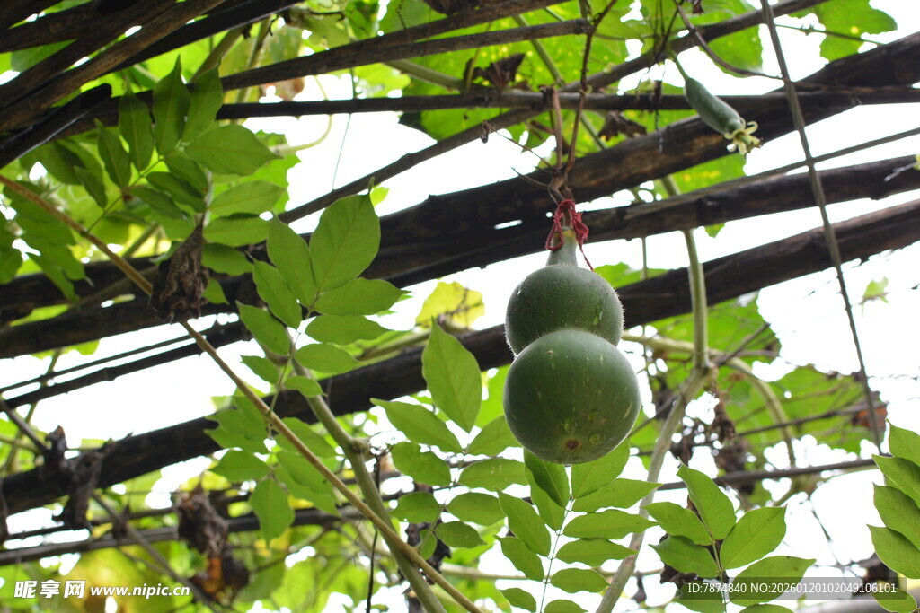 藤蔓上的翠绿葫芦