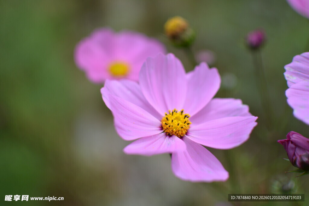 娇艳粉色波斯菊绽放