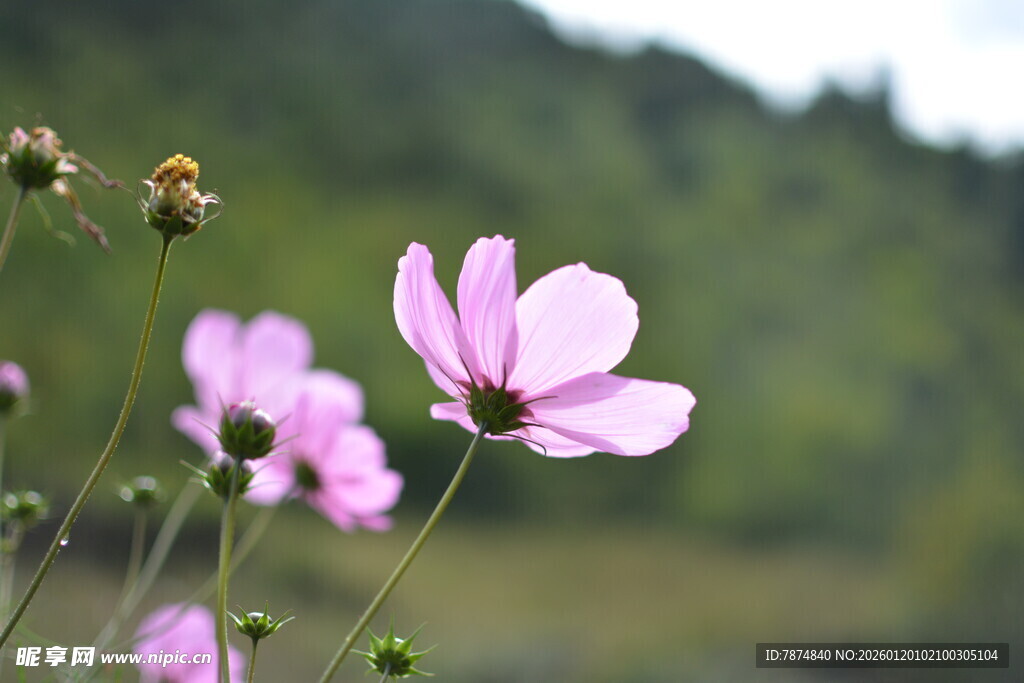 粉色格桑花绽放于绿野