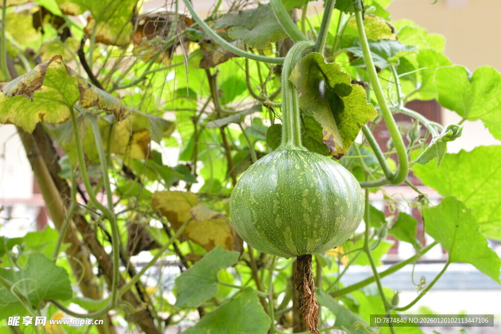 藤蔓上的青葫芦