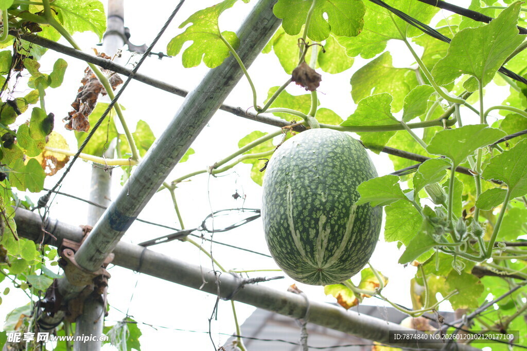 藤蔓上的绿皮瓜