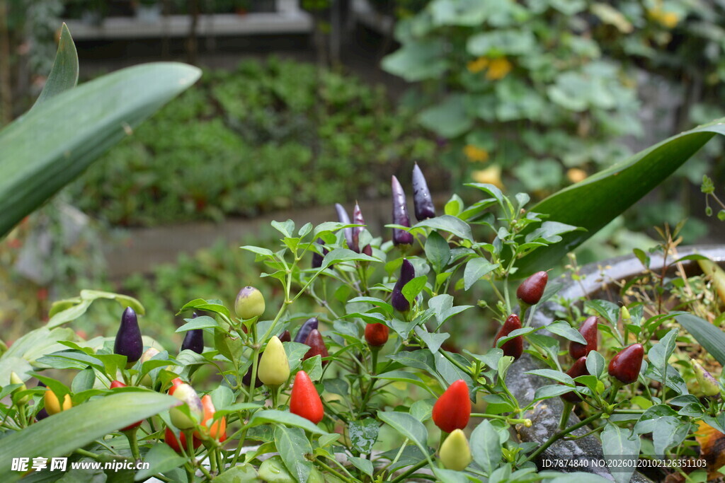 多彩辣椒生长于绿意间