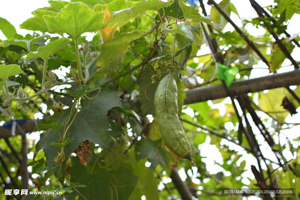 藤蔓上的翠绿丝瓜