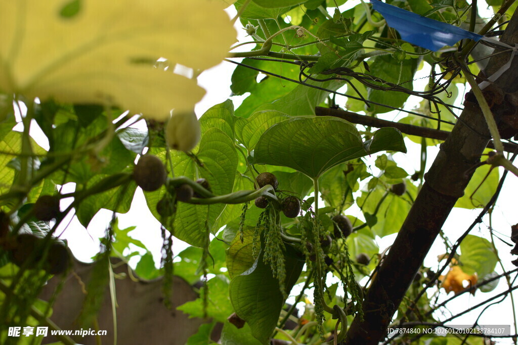 藤蔓上的翠绿瓜果