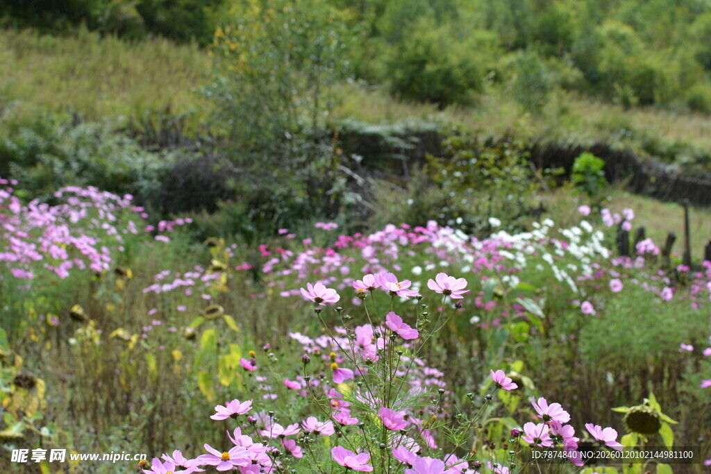 繁花盛开的美丽野外景色