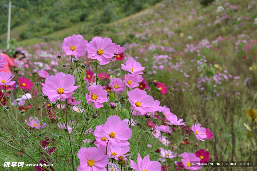 山坡上绽放的美丽粉花
