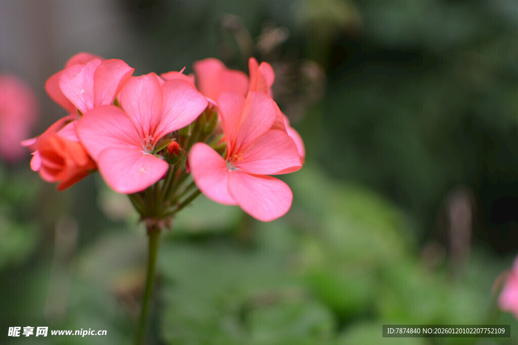 娇艳粉色天竺葵花朵