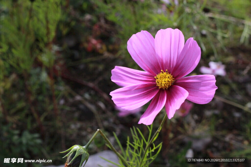 娇艳粉色波斯菊绽放