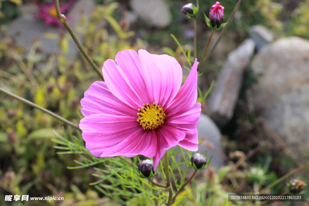 娇艳粉色格桑花绽放