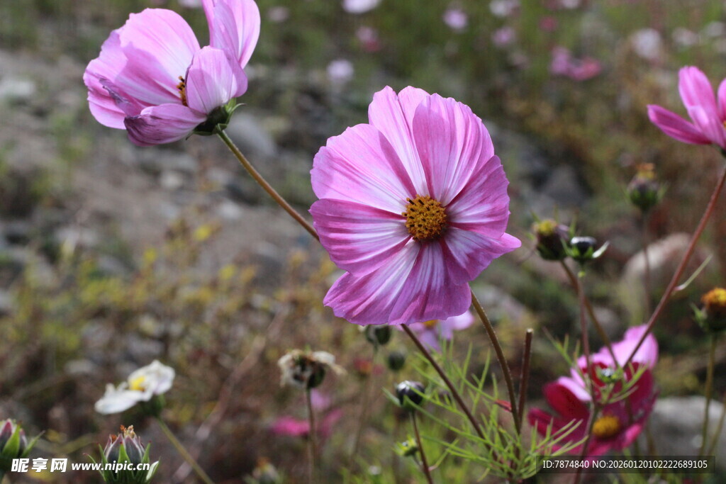 绽放的美丽波斯菊