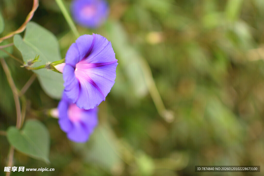 紫色牵牛花特写