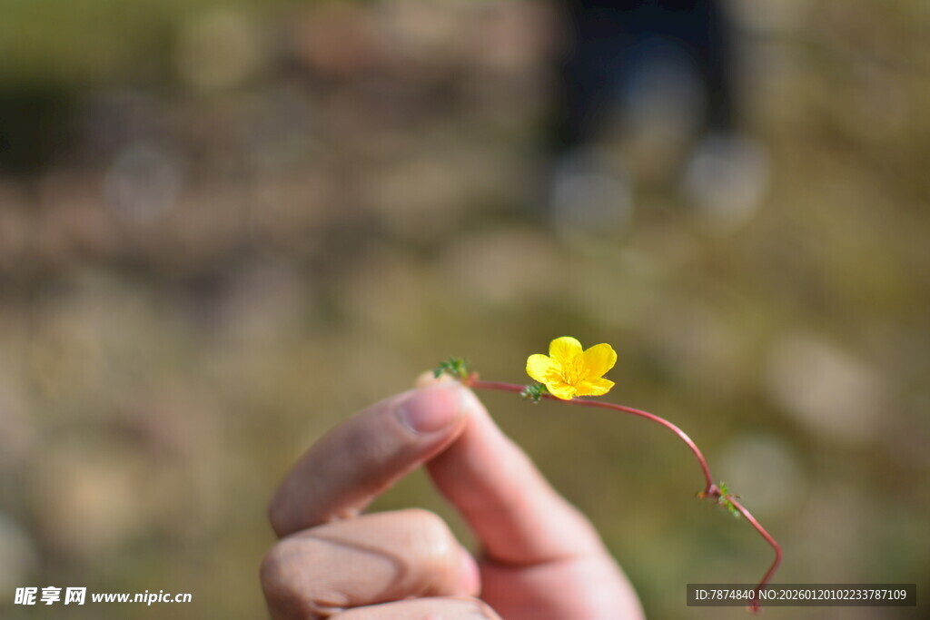 指尖上的小黄花