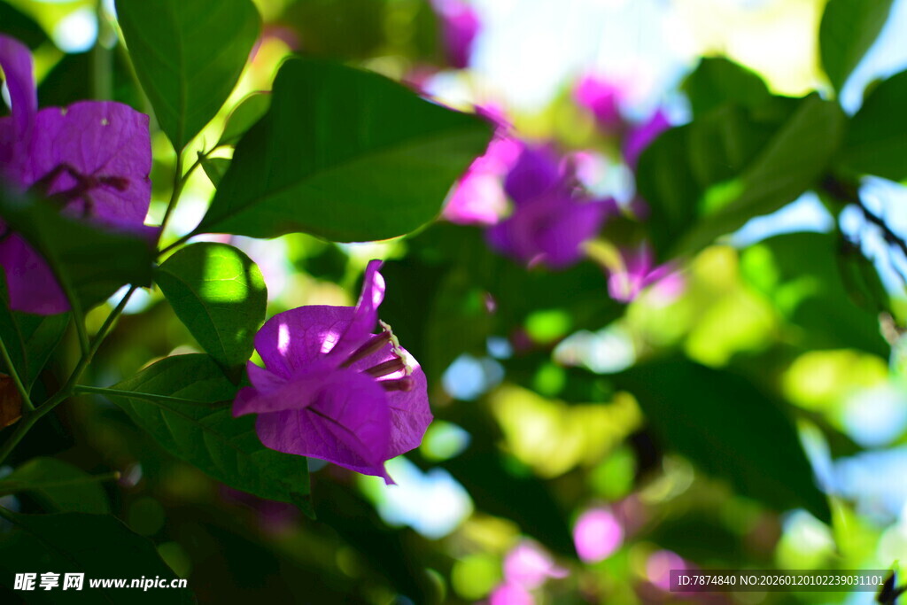 紫色繁花绿叶间的美景