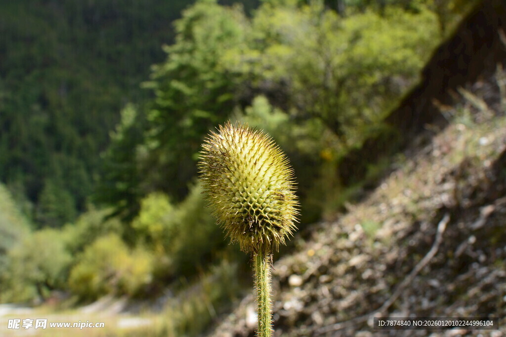 山间路旁的独特黄色植物