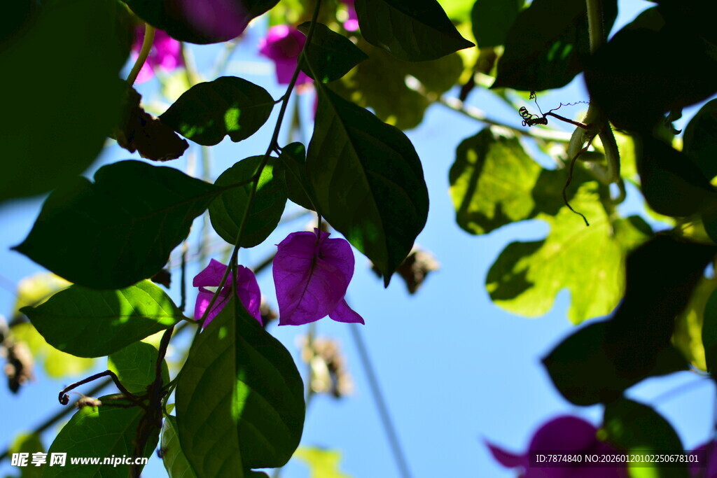 阳光下的紫花绿叶