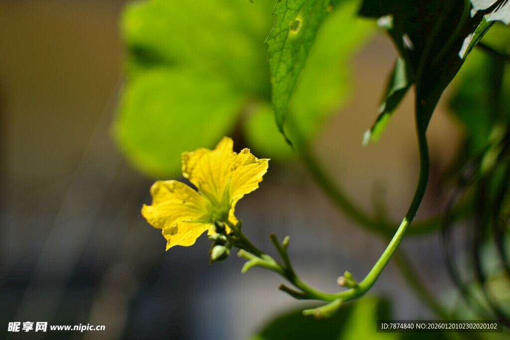 黄色小花绽放于绿叶间