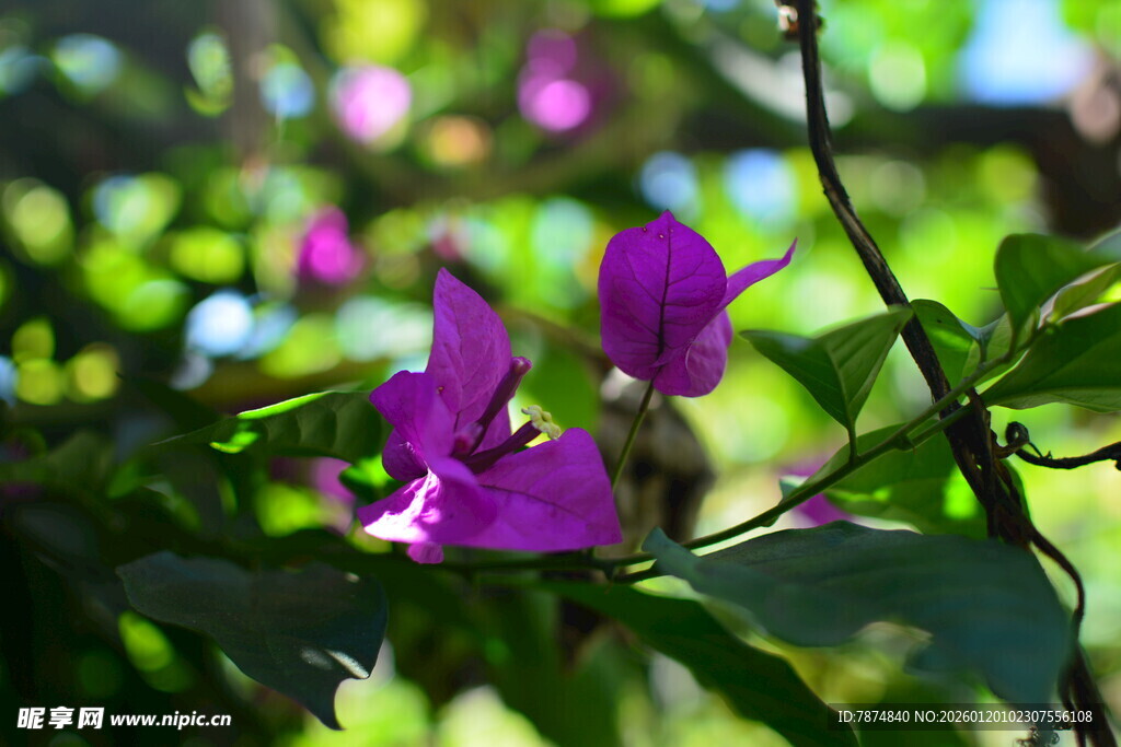 绽放的紫色三角梅