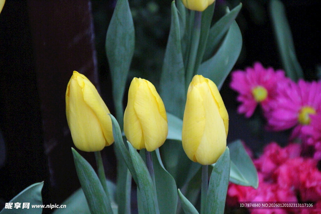 黄色郁金香与多彩花卉