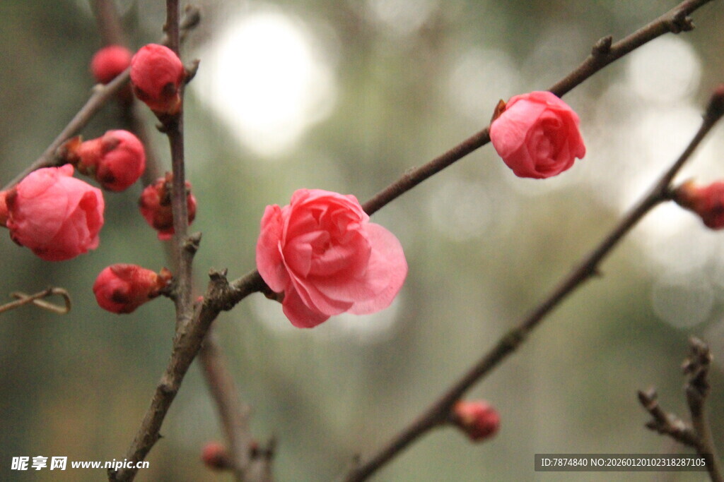 枝头绽放的娇艳红梅花