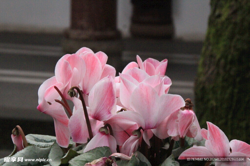 娇艳粉色仙客来绽放