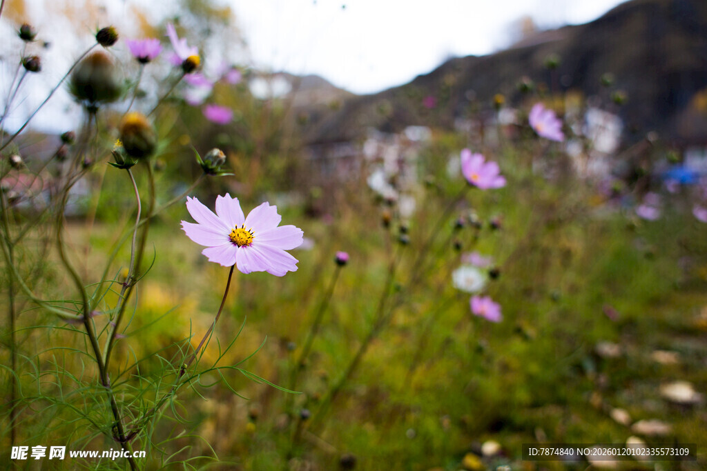野外绽放的美丽小雏菊