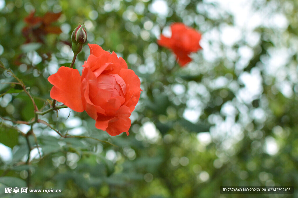 娇艳红玫瑰绽放于绿叶间