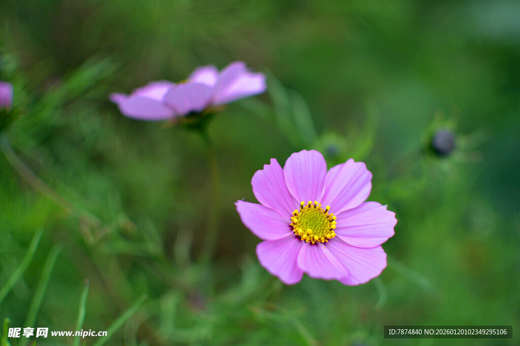 草地上的美丽粉色格桑花