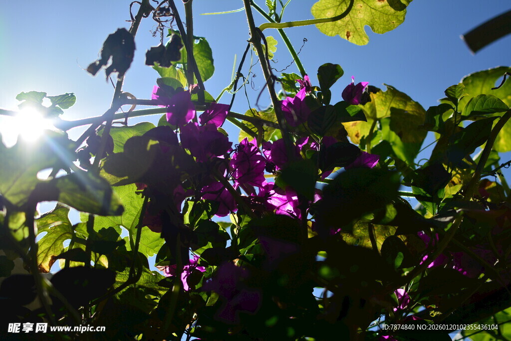阳光下绽放的紫色花卉
