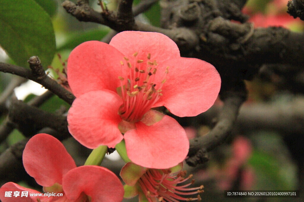 娇艳盛开的粉红色花朵