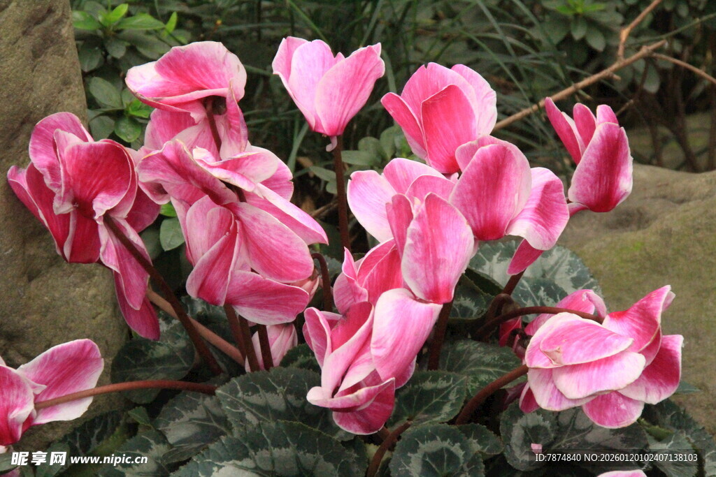 娇艳粉色仙客来花卉