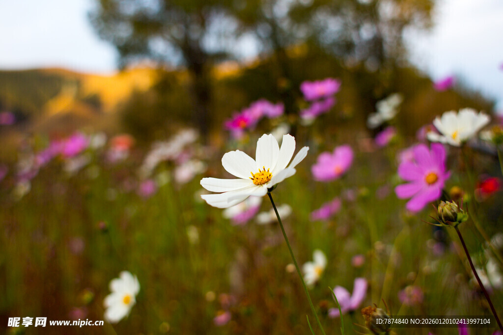 花海中的多彩雏菊绽放