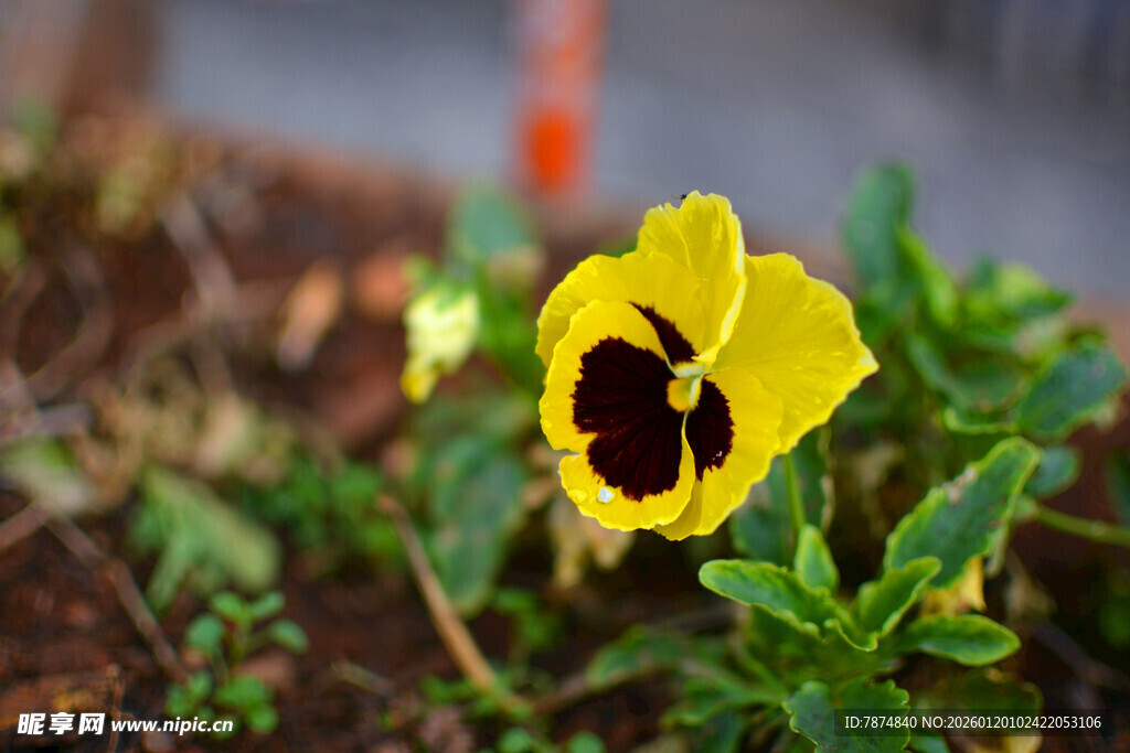黄色三色堇特写