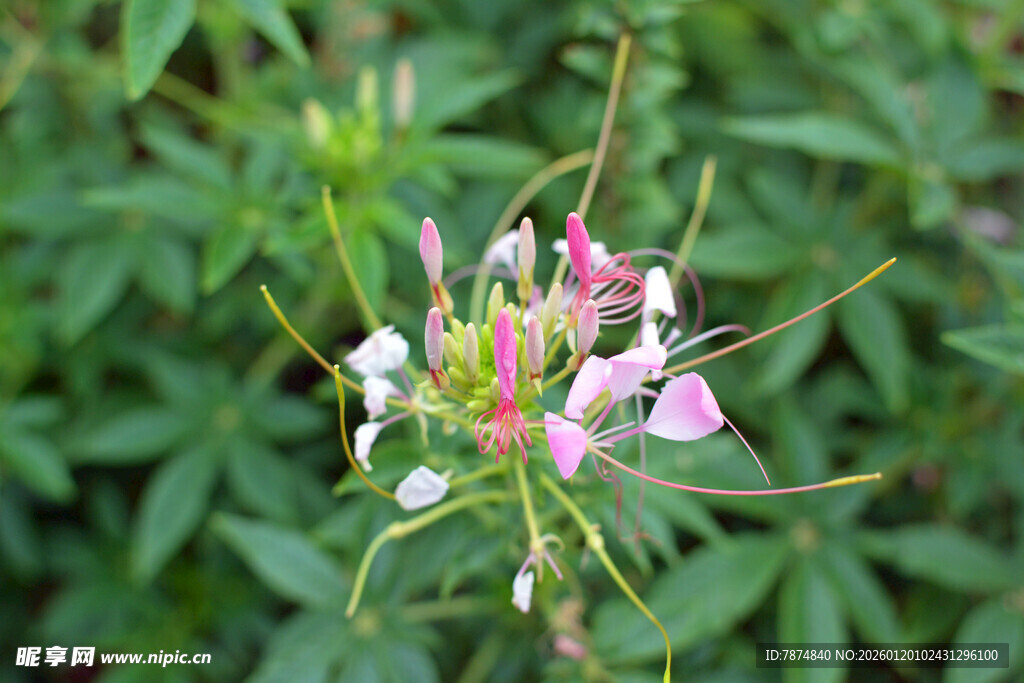 娇艳醉蝶花绽放绿叶间