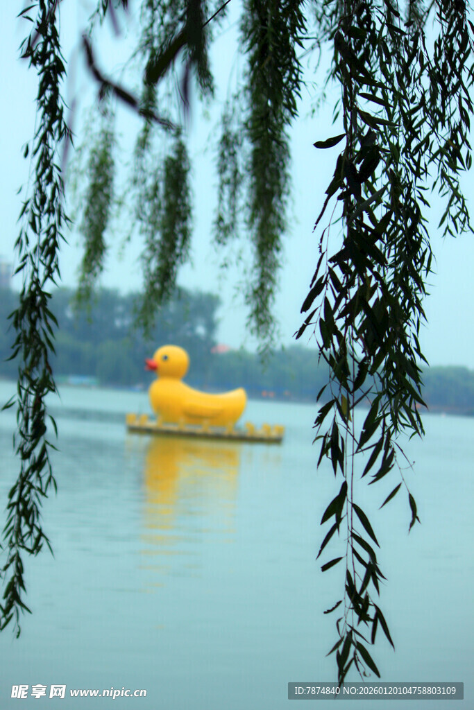 湖面上的黄色脚踏船与垂柳