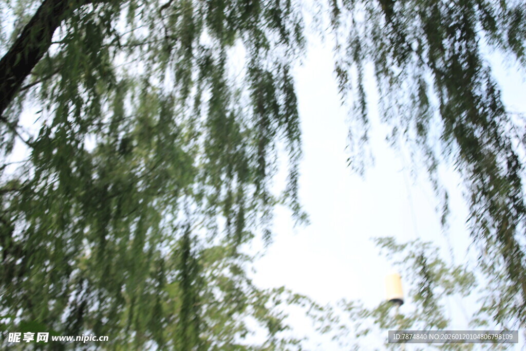 垂柳依依 绿意盎然