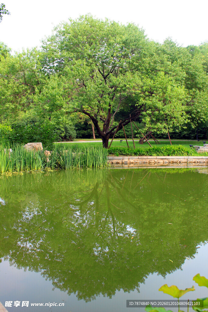 湖畔绿树成荫的静谧景致