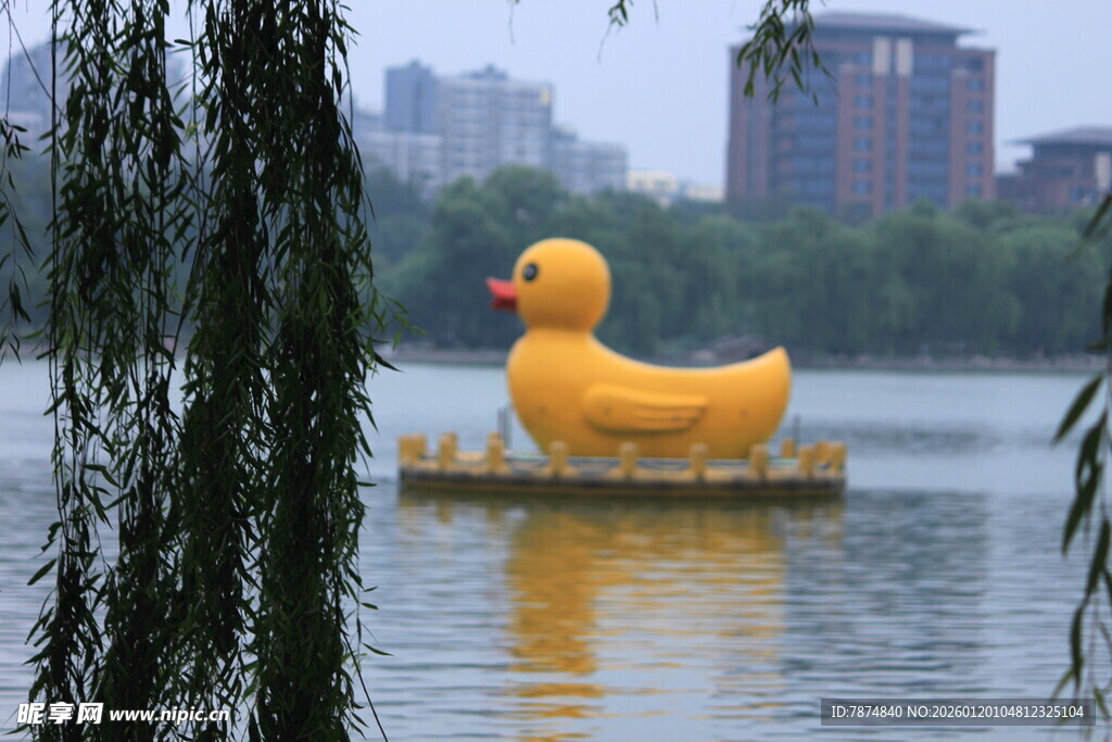 湖中可爱大黄鸭