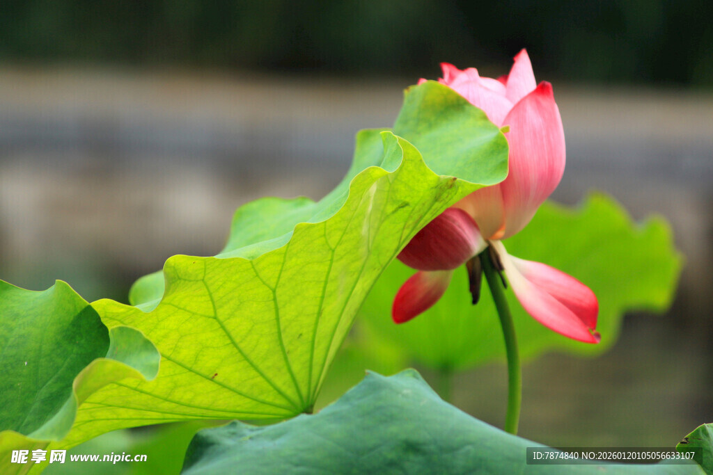 娇艳荷花与翠绿荷叶