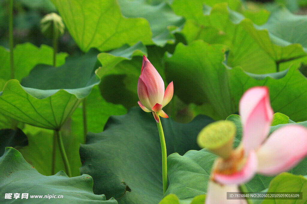 夏日荷花绽放美景