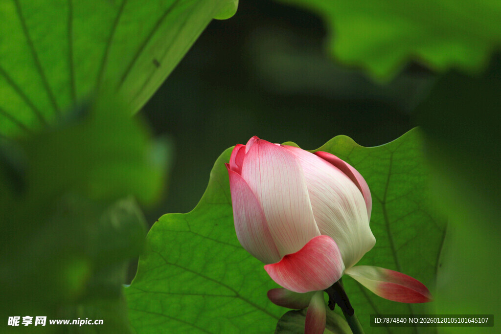 含苞待放的娇艳荷花