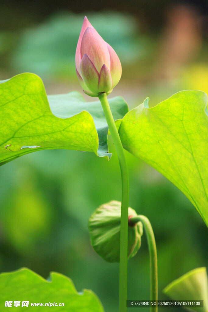 含苞待放的粉嫩荷花