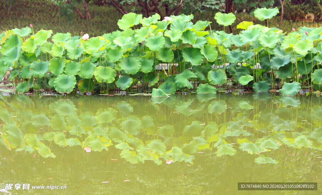 池塘中的水生植物倒影