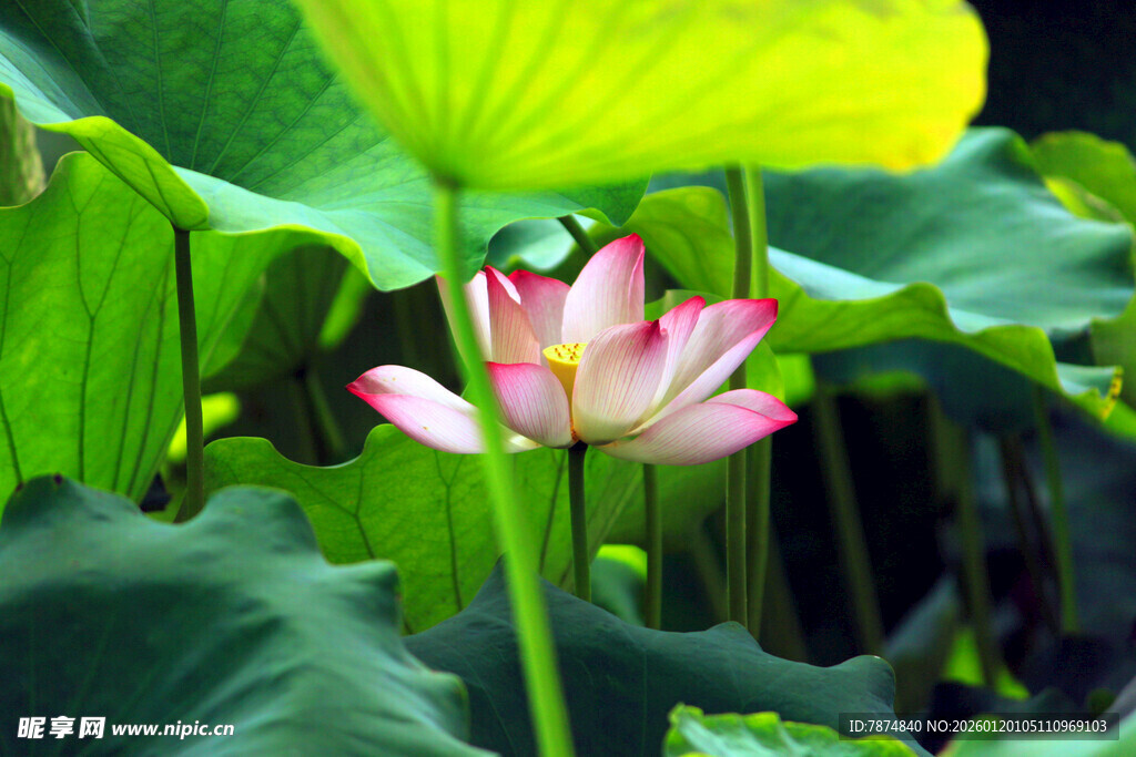 绽放的娇艳荷花