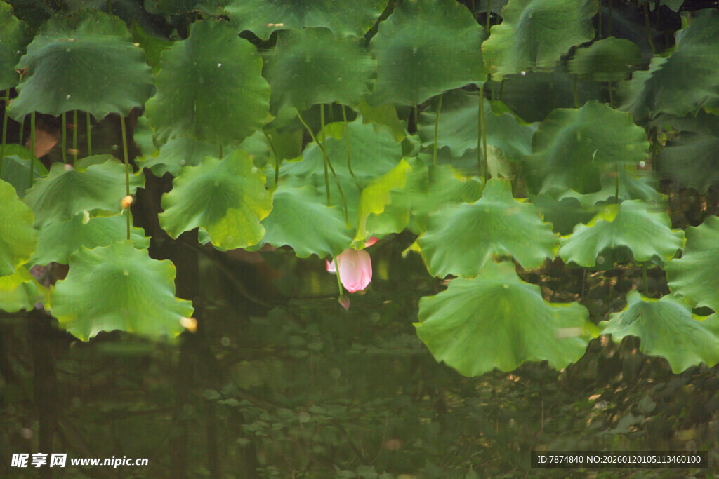 荷叶丛中的粉色荷花