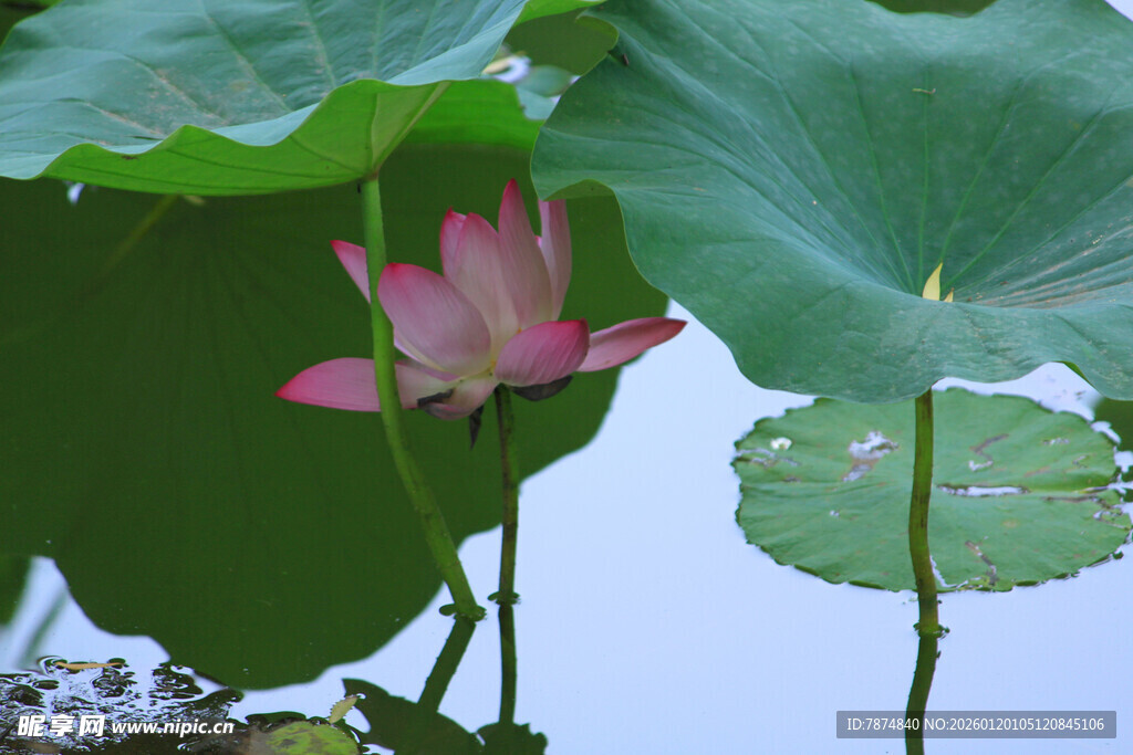 绽放的荷花与荷叶