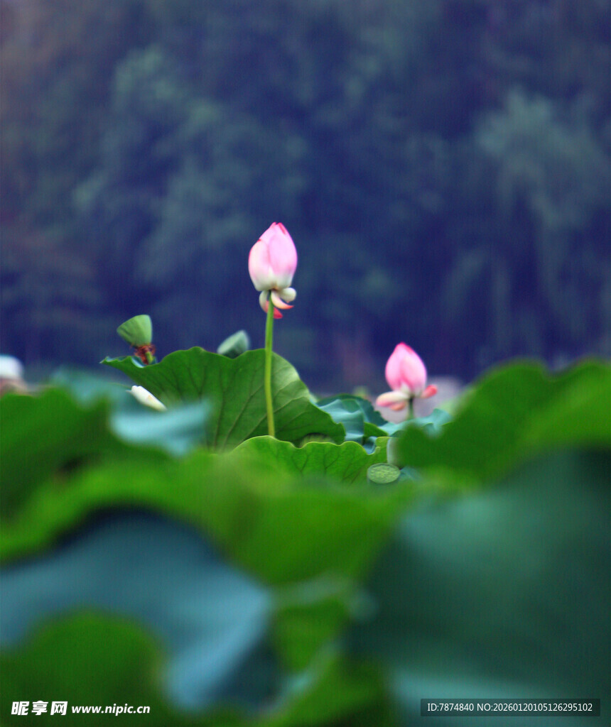 含苞待放的粉色荷花
