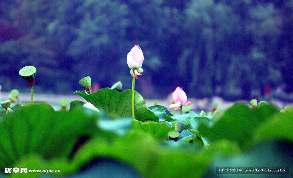 荷塘中绽放的清新荷花