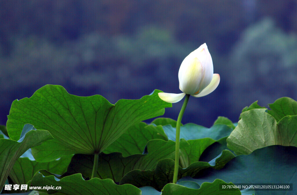 白荷挺立绿叶间