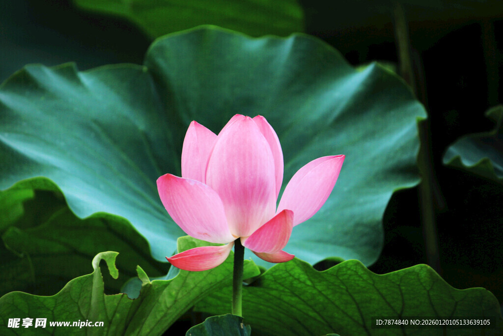 娇艳荷花绽放于绿叶间