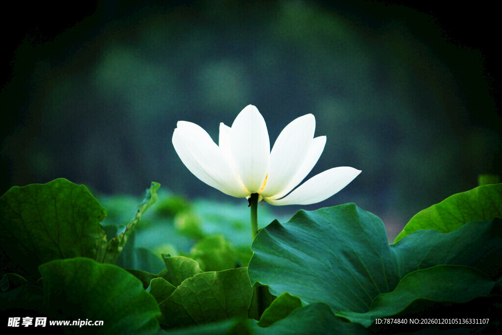 洁白莲花绽放绿叶间